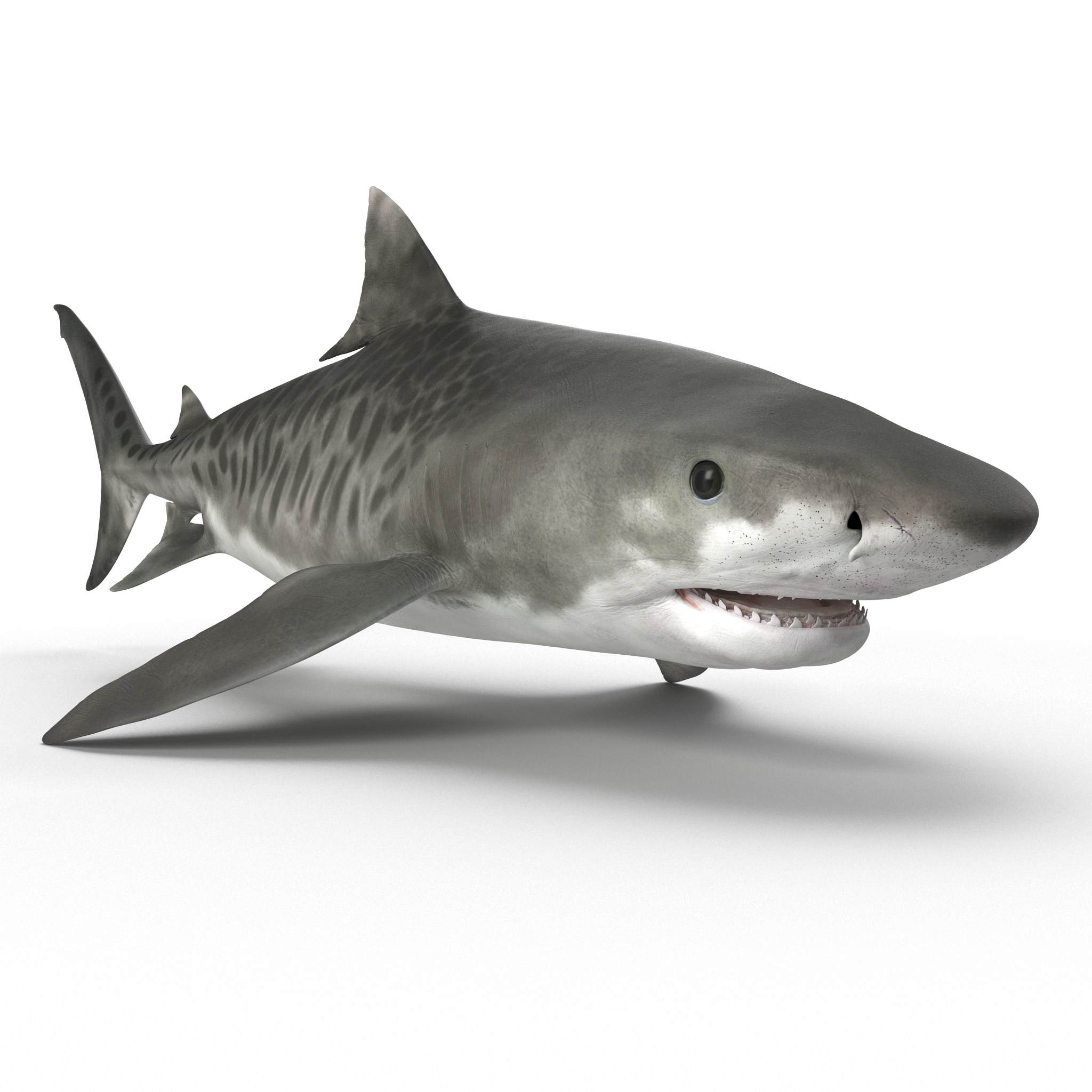 3D Tiger Shark