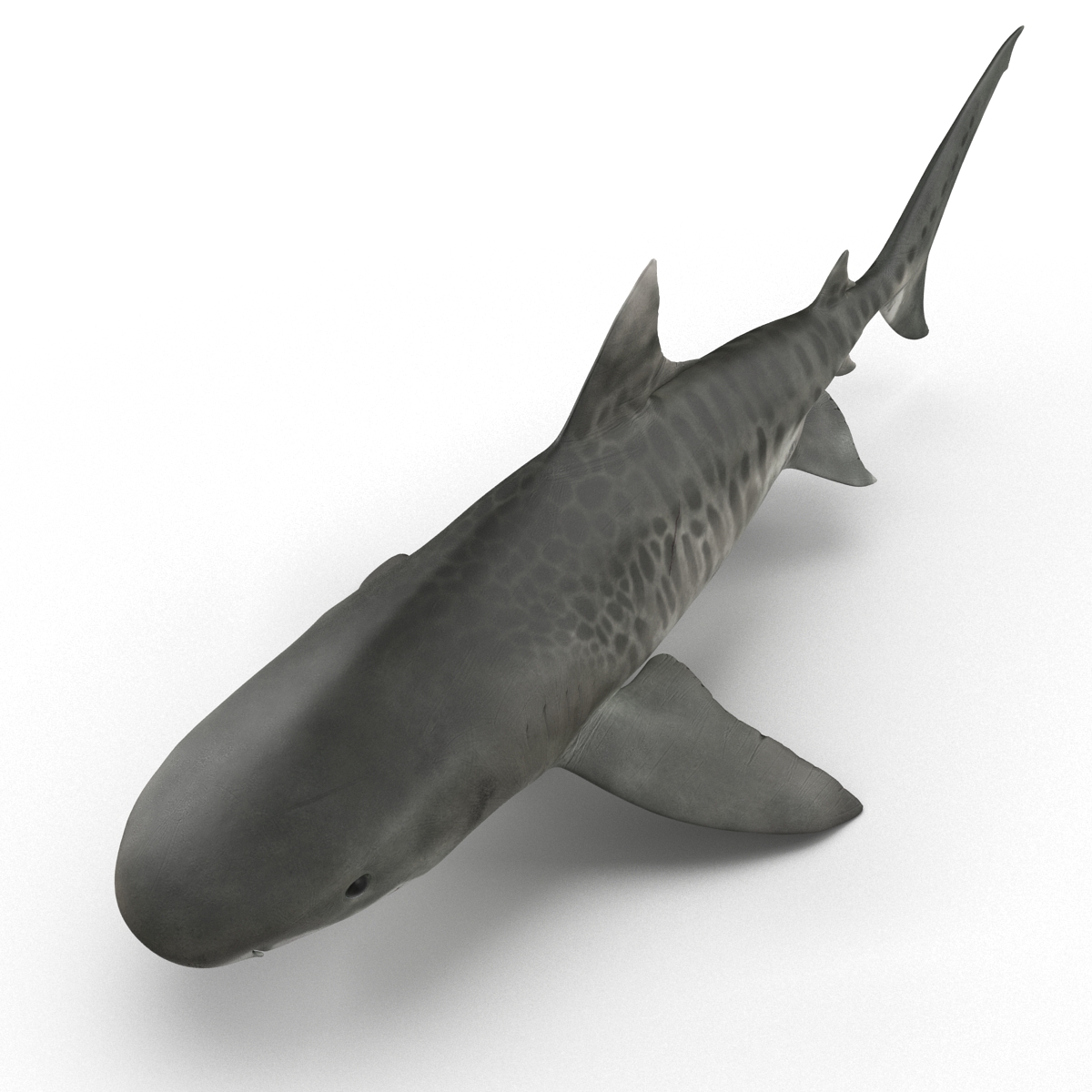 3D Tiger Shark