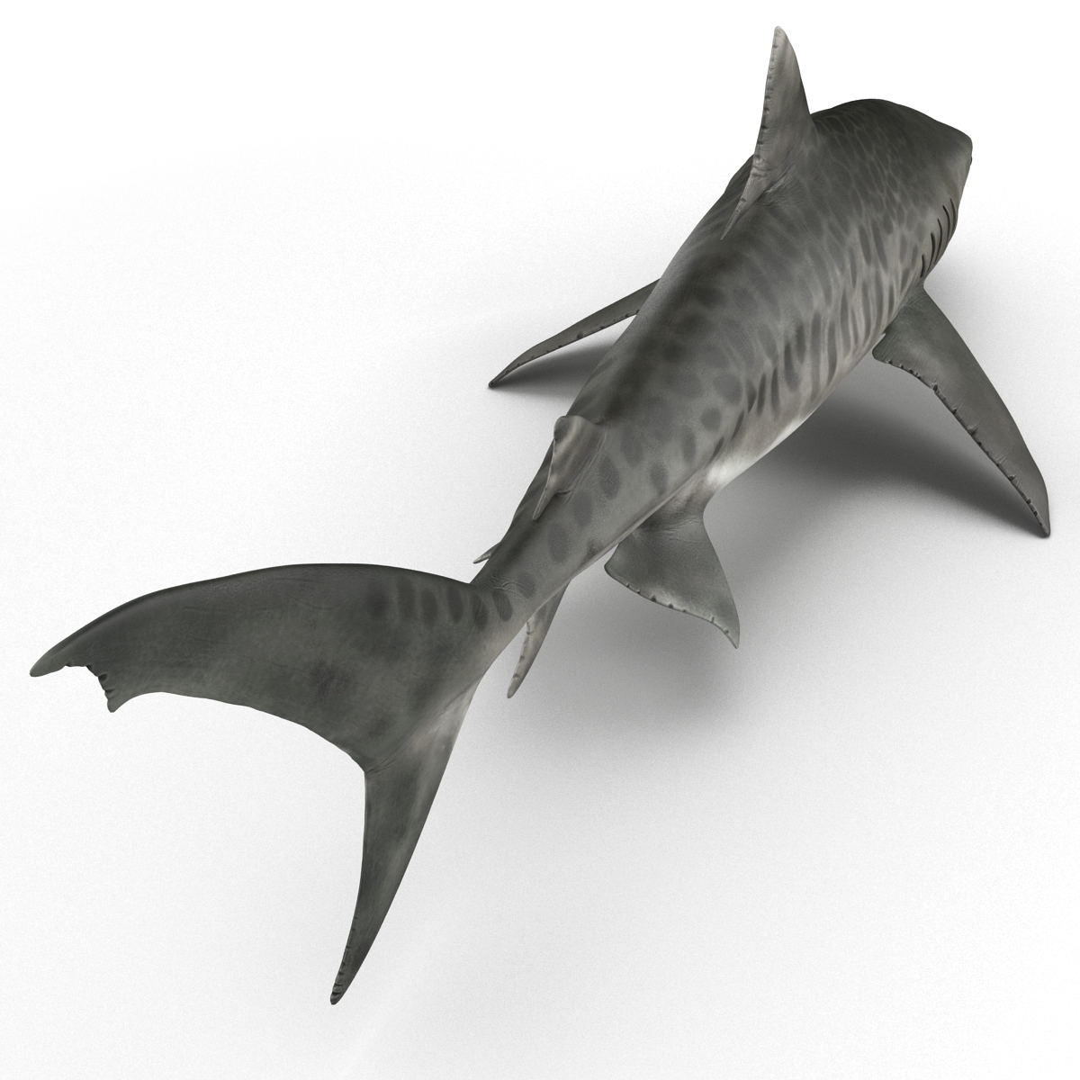 3D Tiger Shark