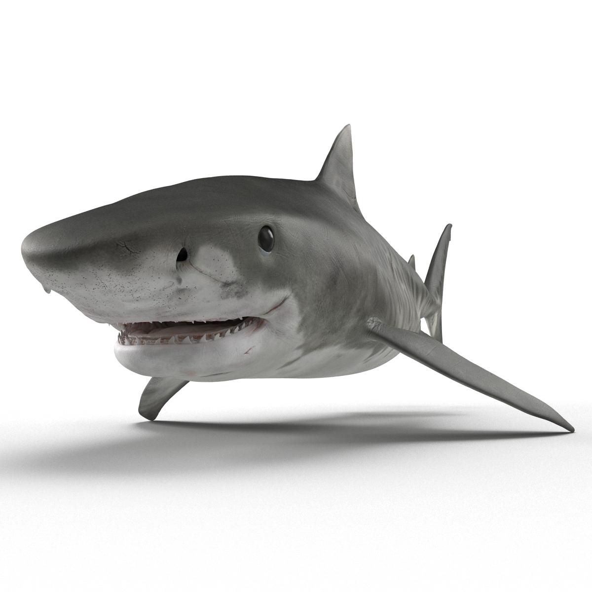 3D Tiger Shark