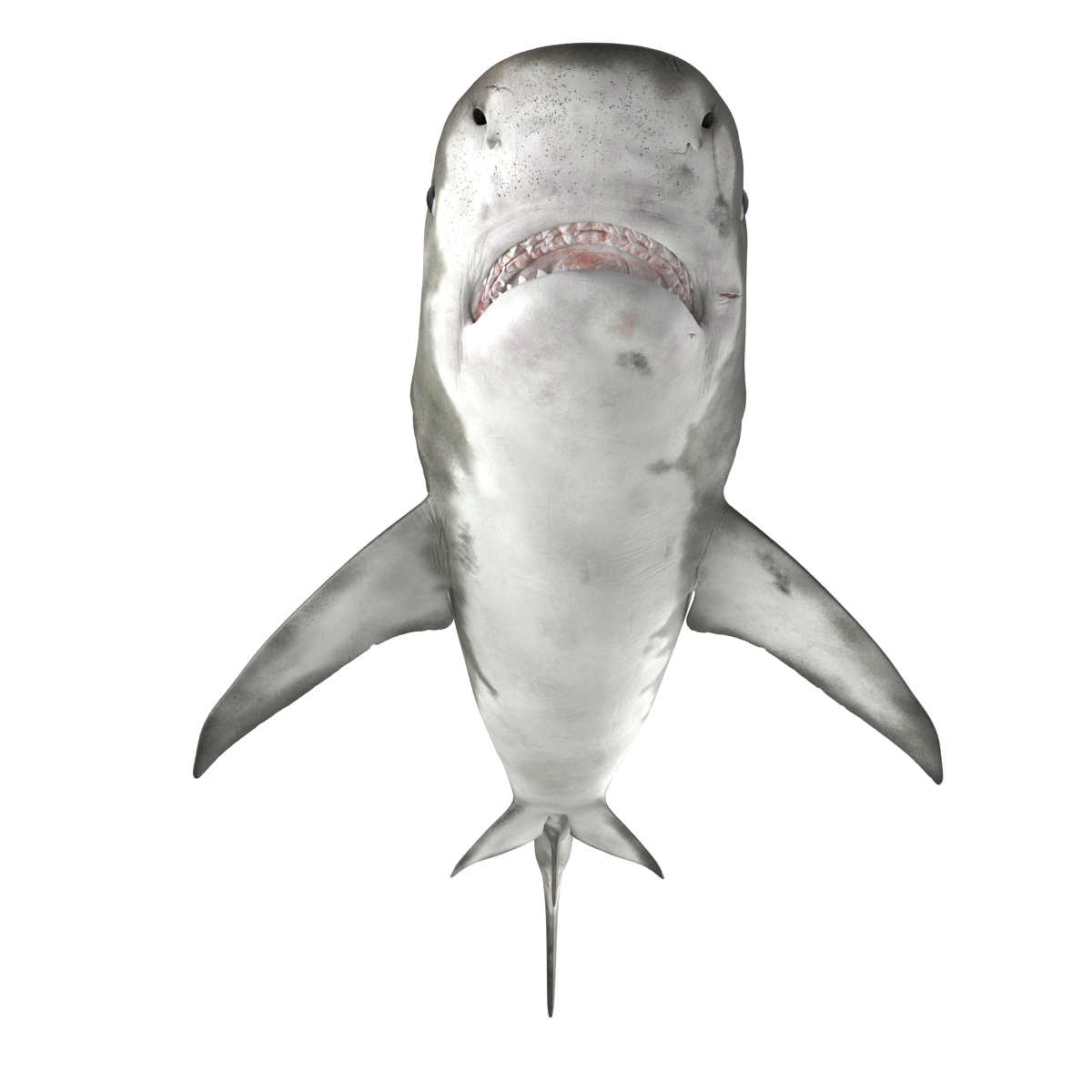 3D Tiger Shark