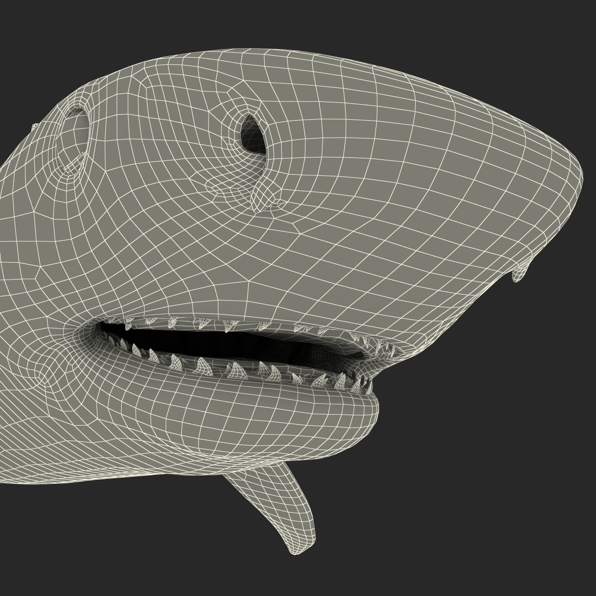 3D Tiger Shark