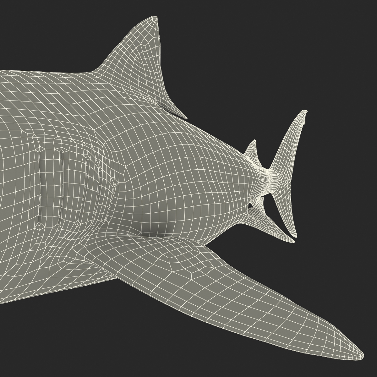 3D Tiger Shark