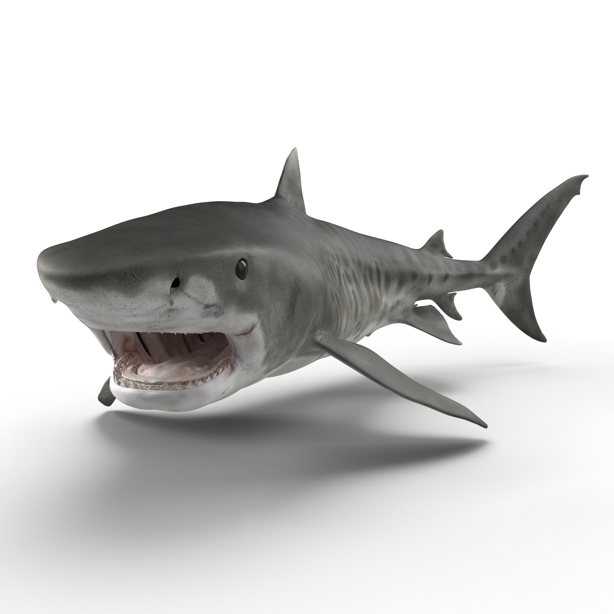 3D Tiger Shark Pose 2 model