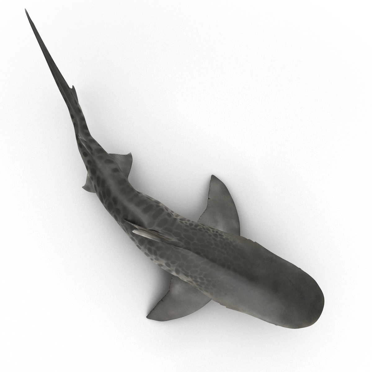 3D Tiger Shark Pose 2 model