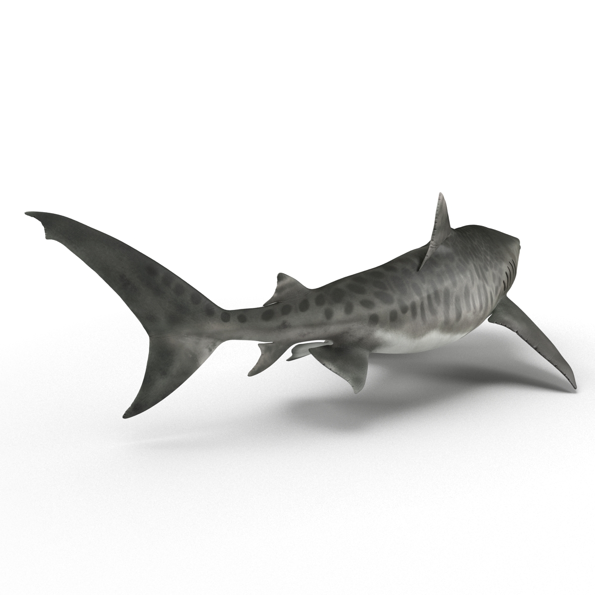 3D Tiger Shark Pose 2 model