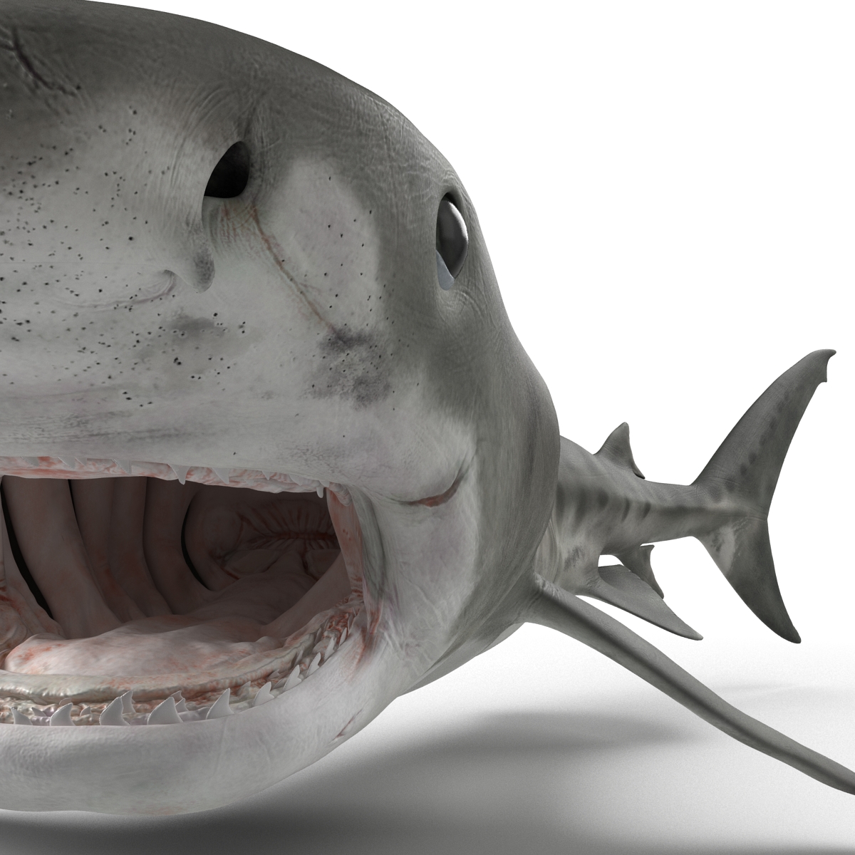 3D Tiger Shark Pose 2 model