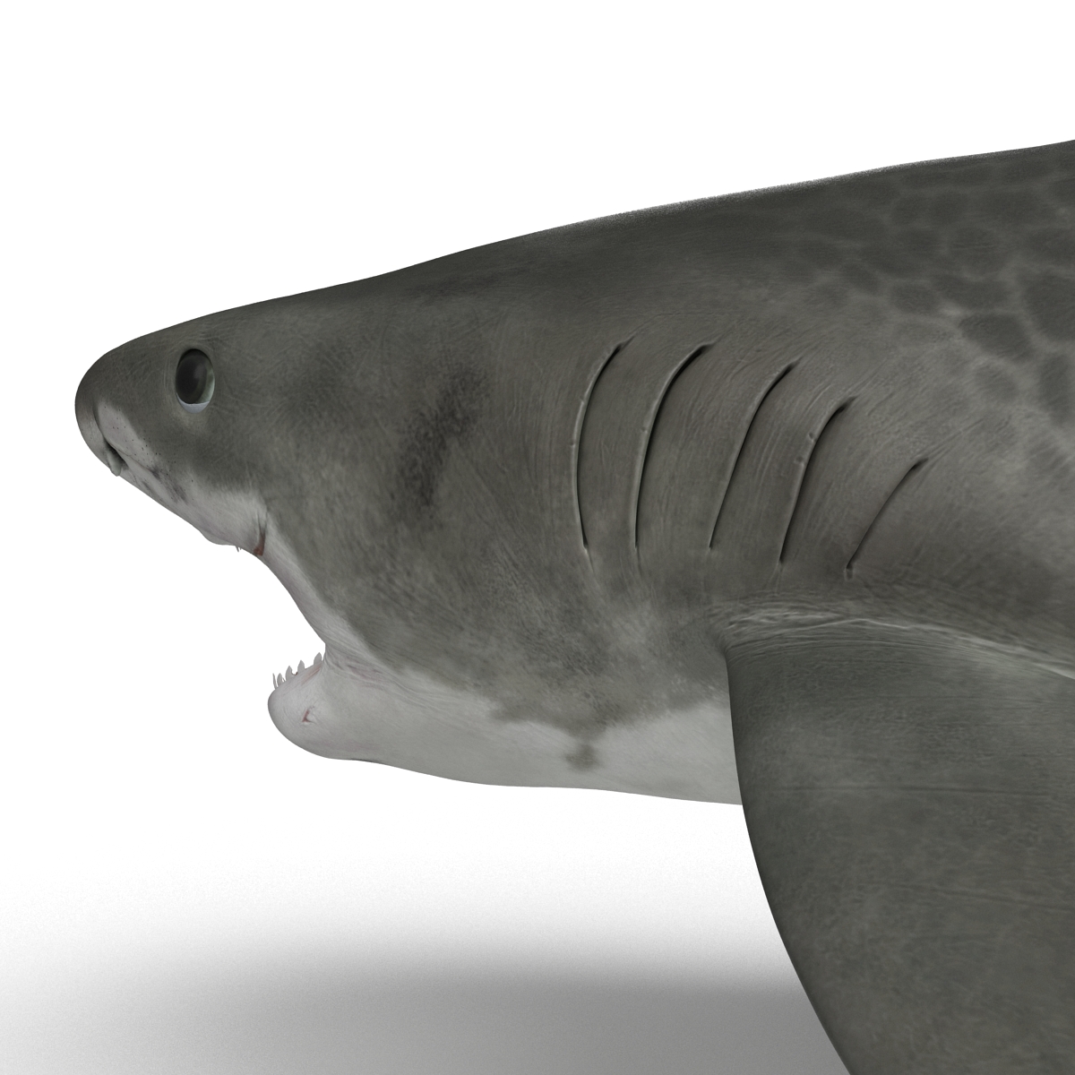 3D Tiger Shark Pose 2 model