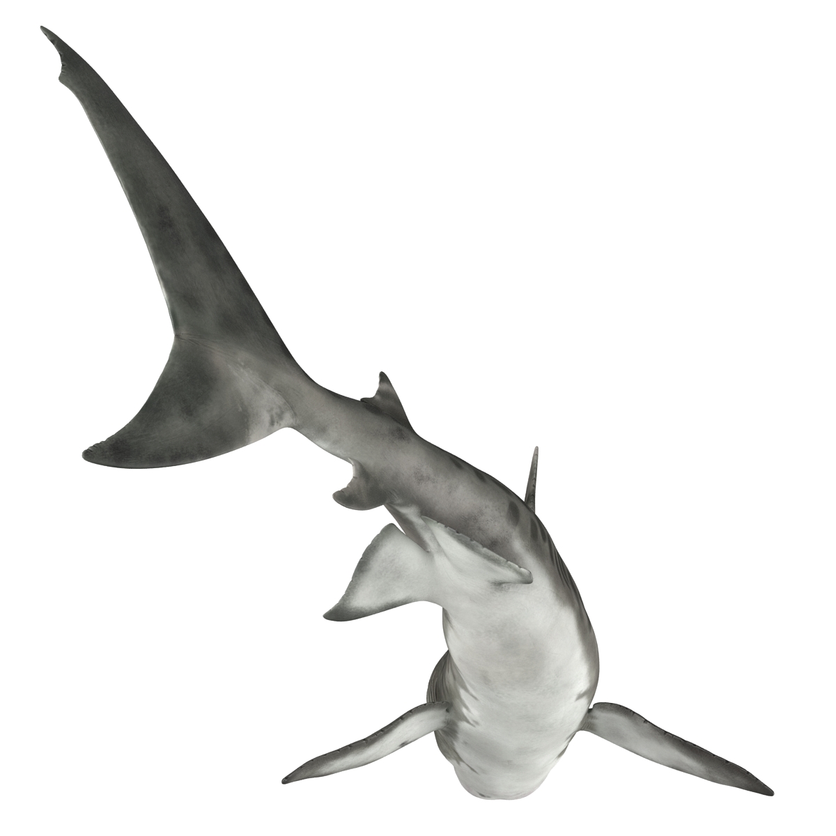 3D Tiger Shark Pose 2 model