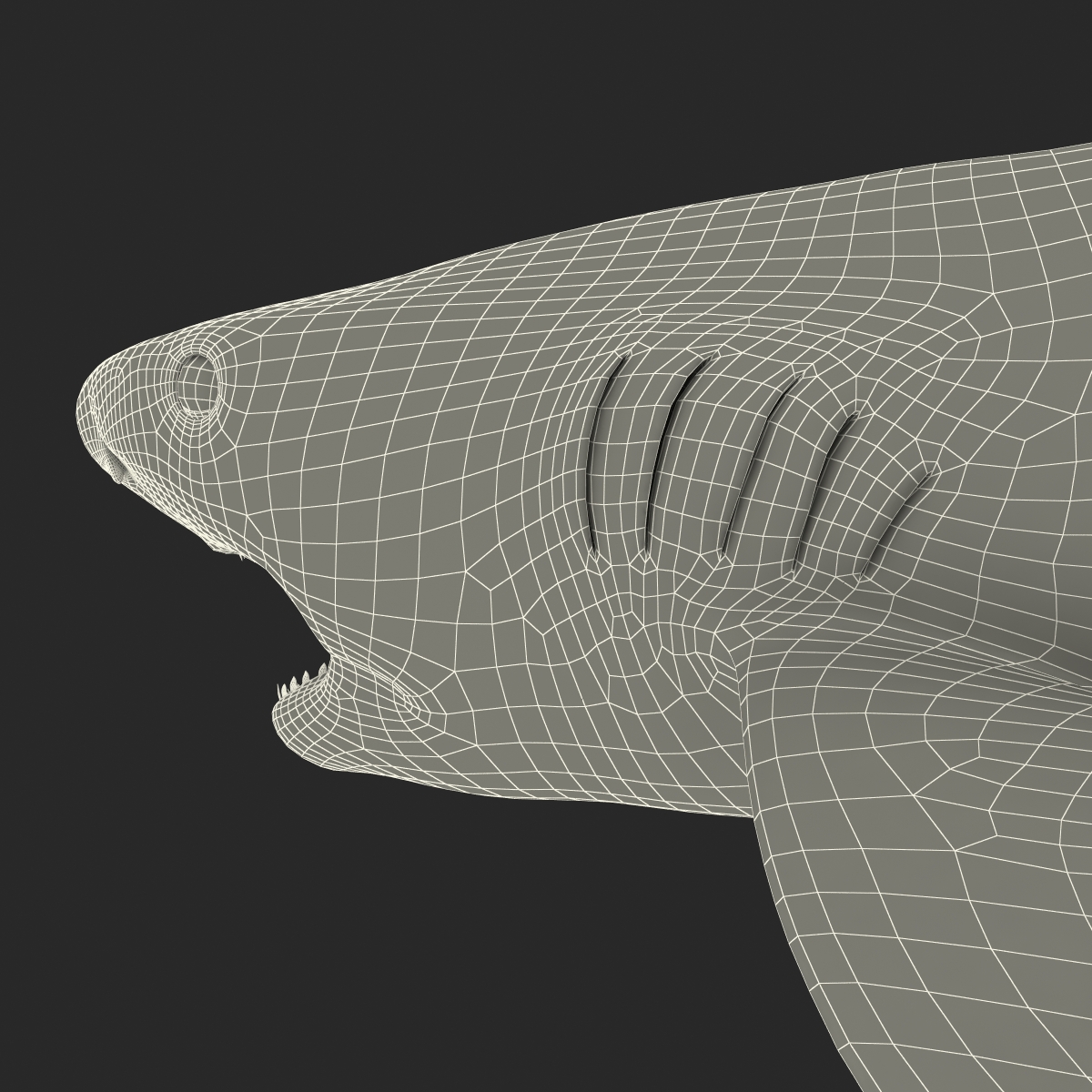 3D Tiger Shark Pose 2 model