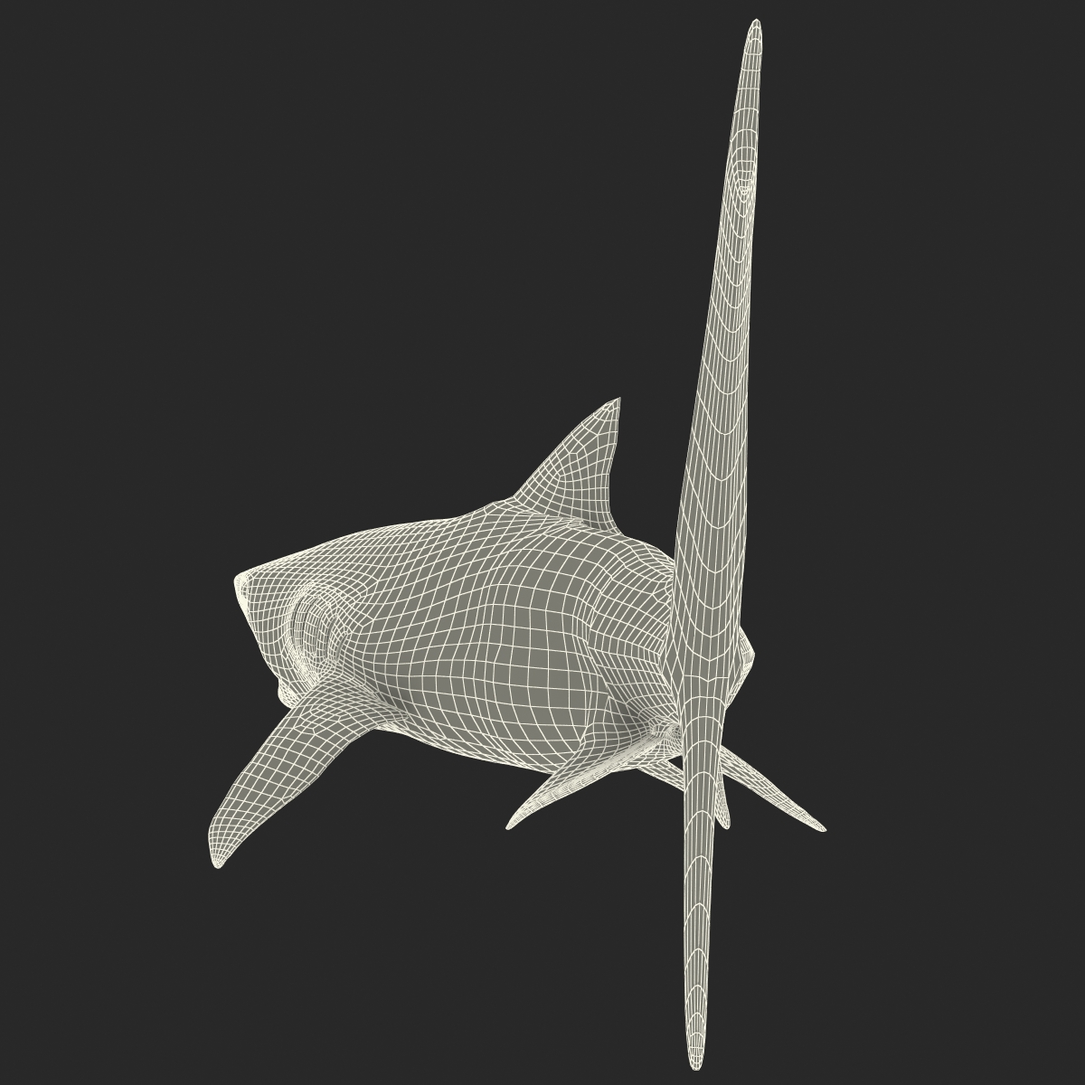 3D Tiger Shark Pose 2 model