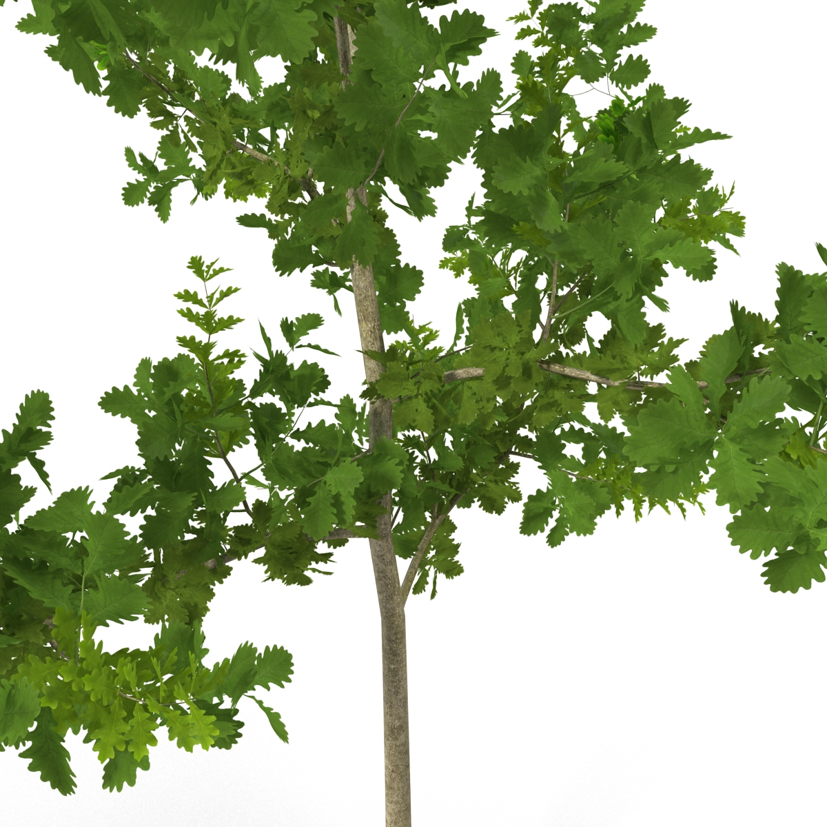 Young White Oak Summer 3D