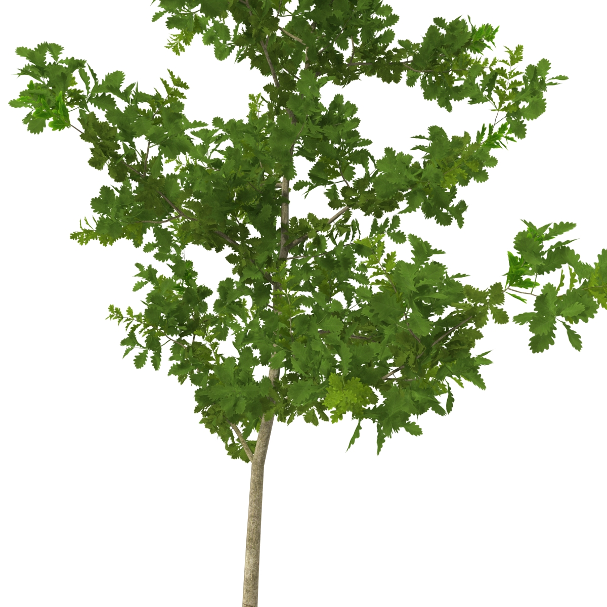 Young White Oak Summer 3D