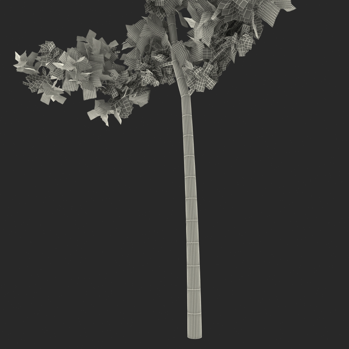 Young White Oak Summer 3D