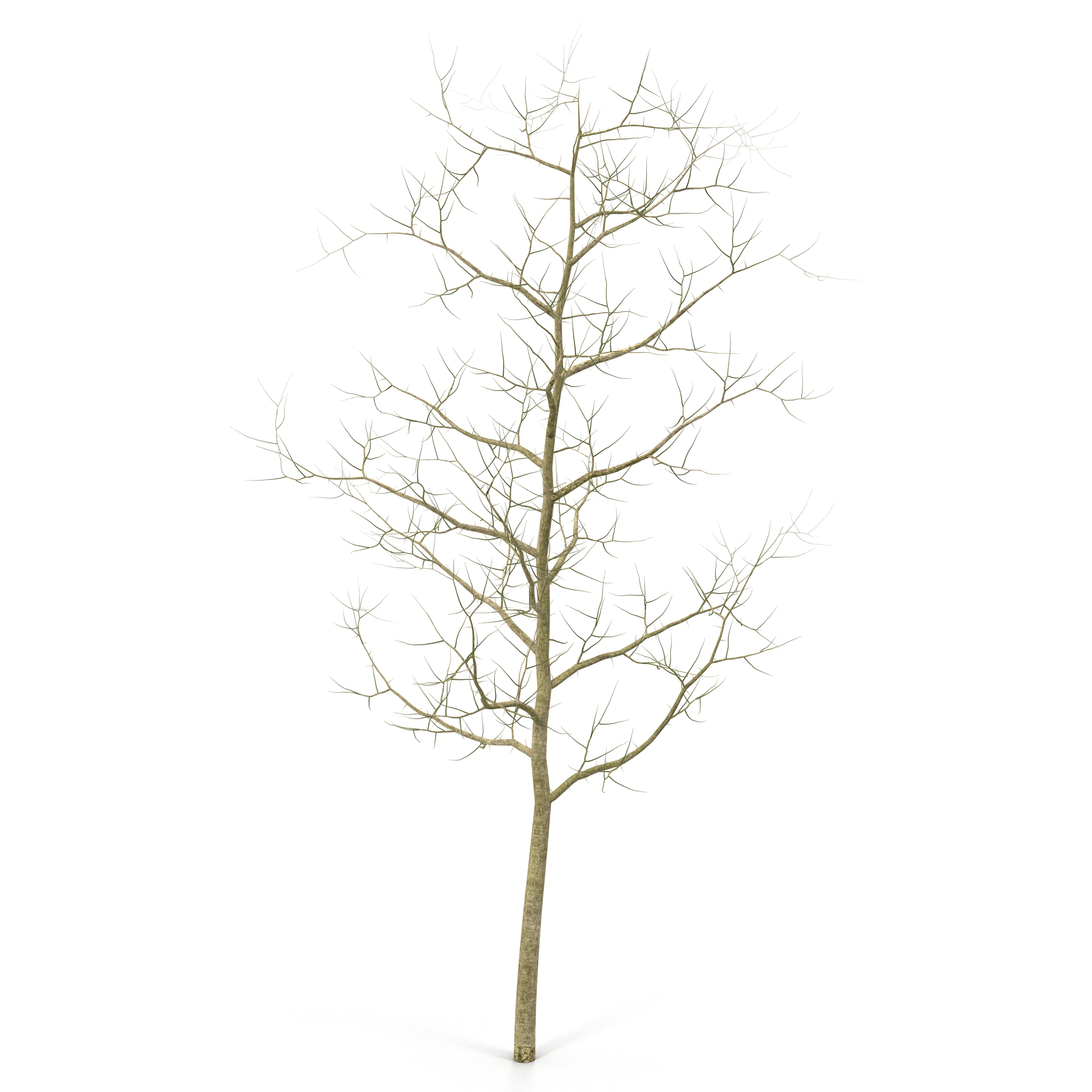 Young White Oak Winter 3D