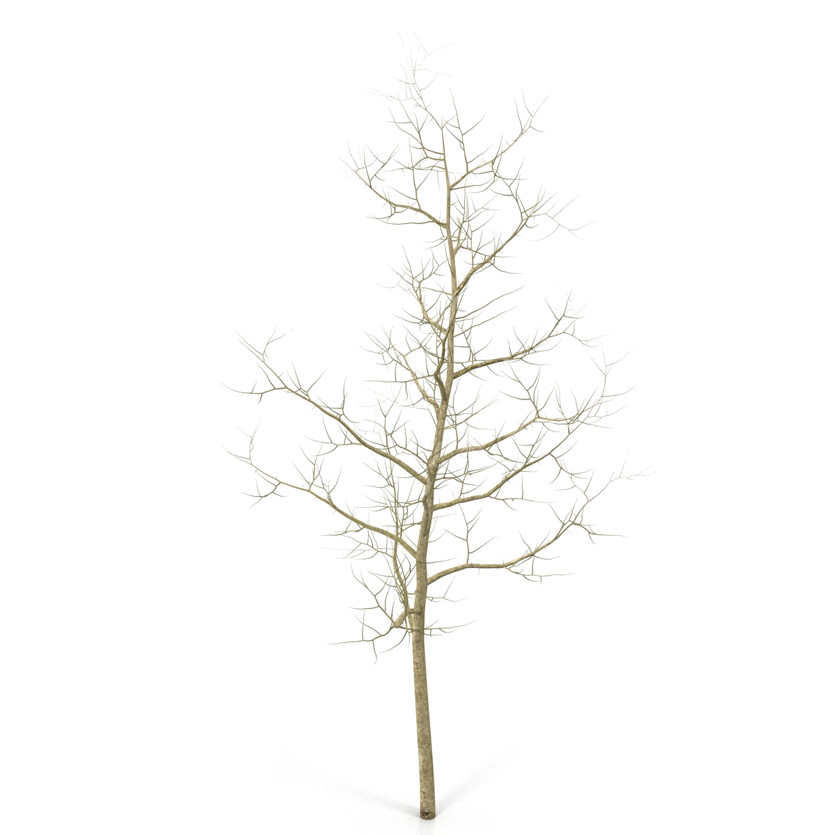 Young White Oak Winter 3D