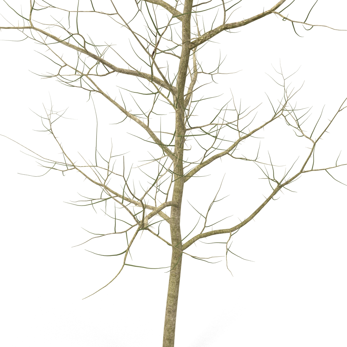 Young White Oak Winter 3D