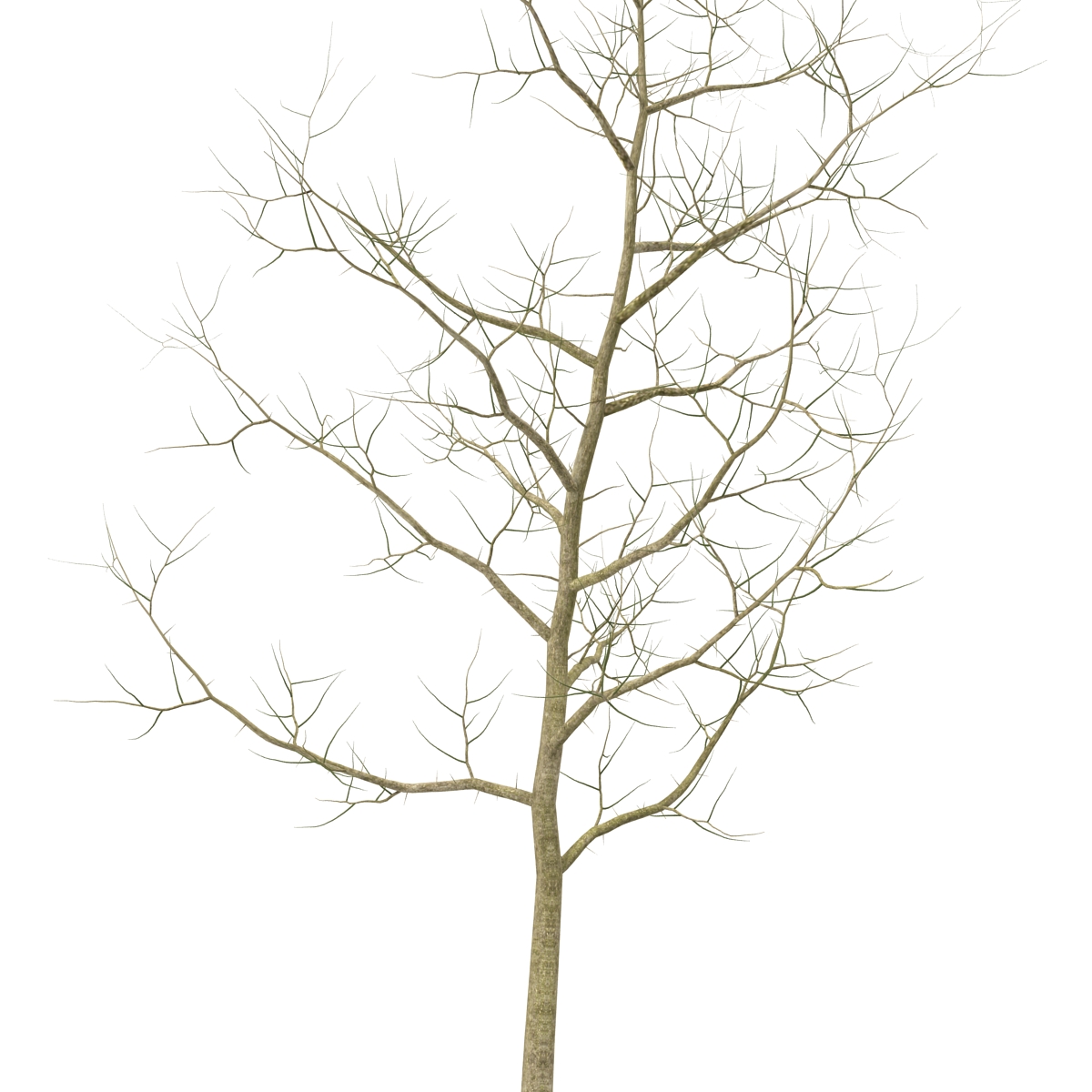 Young White Oak Winter 3D