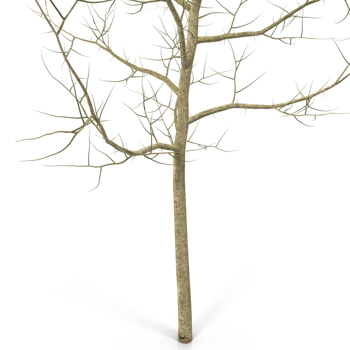 Young White Oak Winter 3D