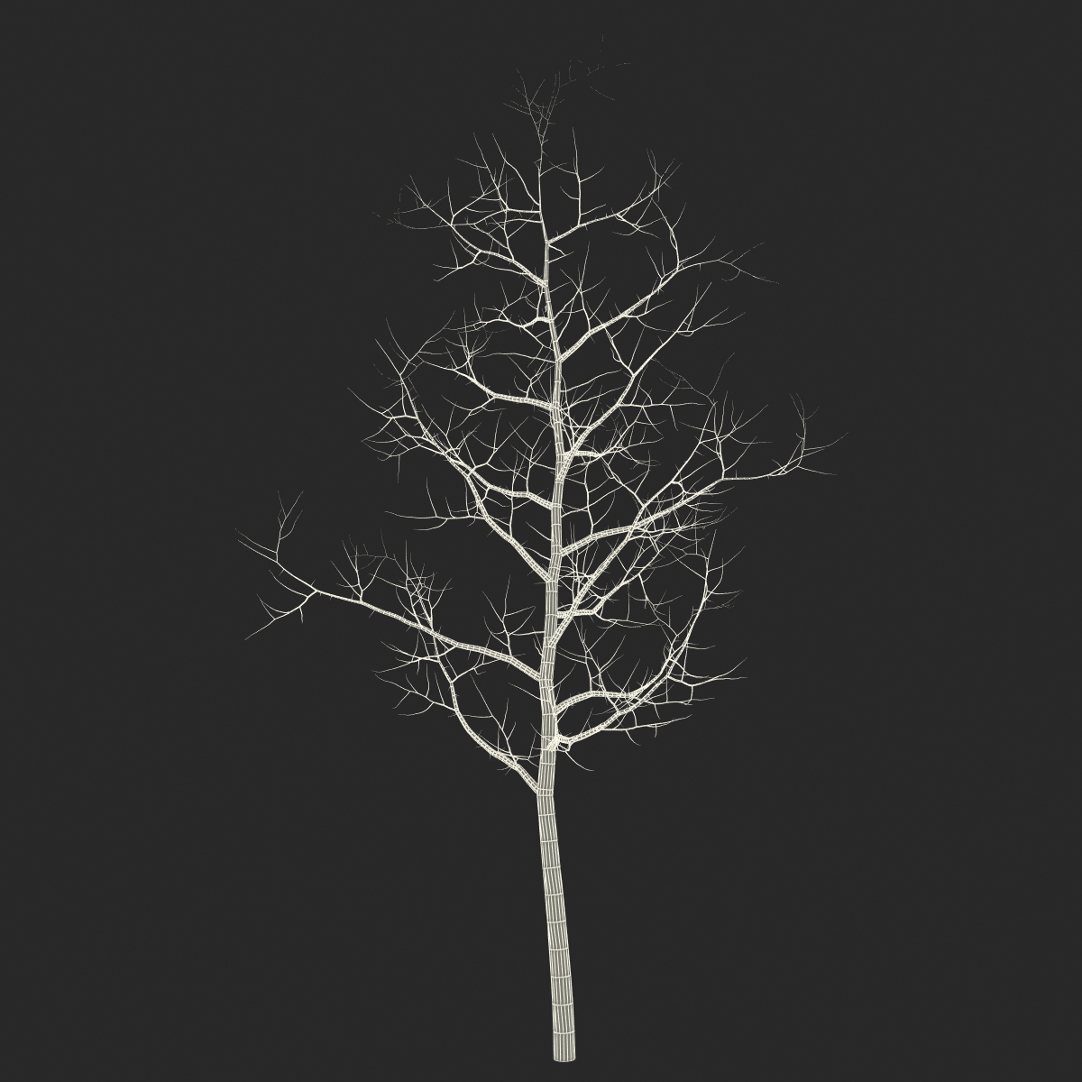 Young White Oak Winter 3D