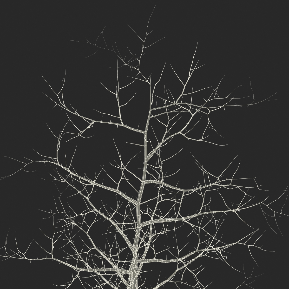 Young White Oak Winter 3D