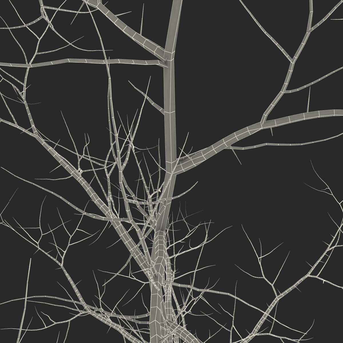 Young White Oak Winter 3D