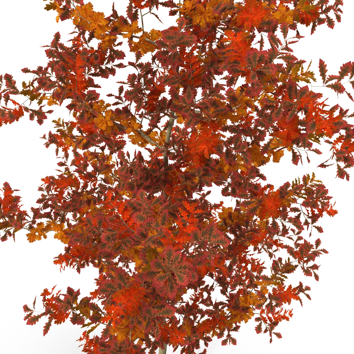 Young White Oak Autumn 3D