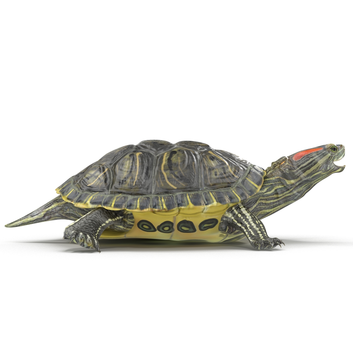 3D model Pond Slider Turtle Rigged