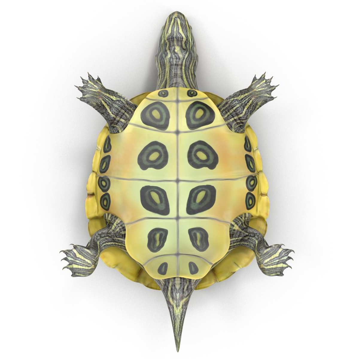 3D model Pond Slider Turtle Rigged