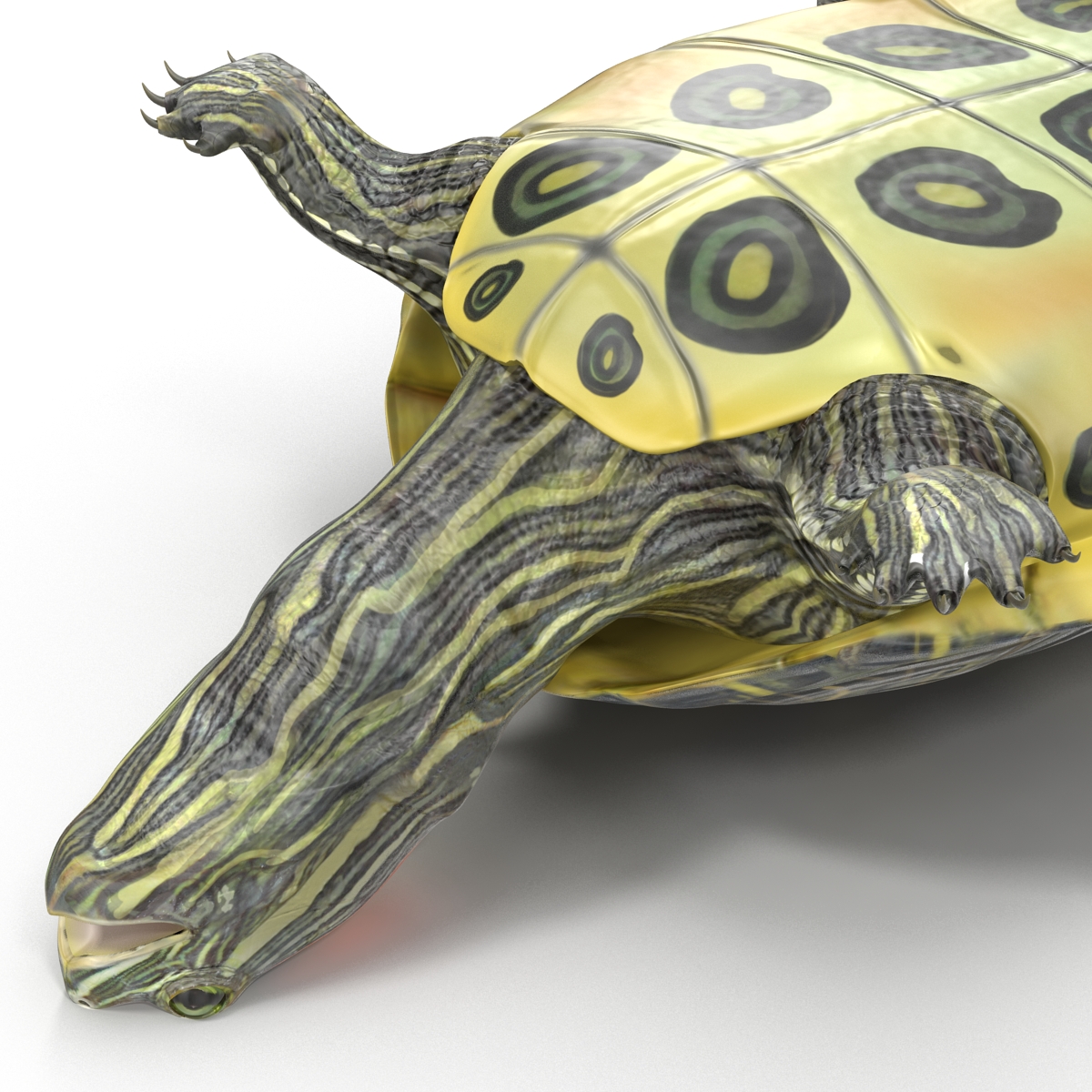 3D model Pond Slider Turtle Rigged