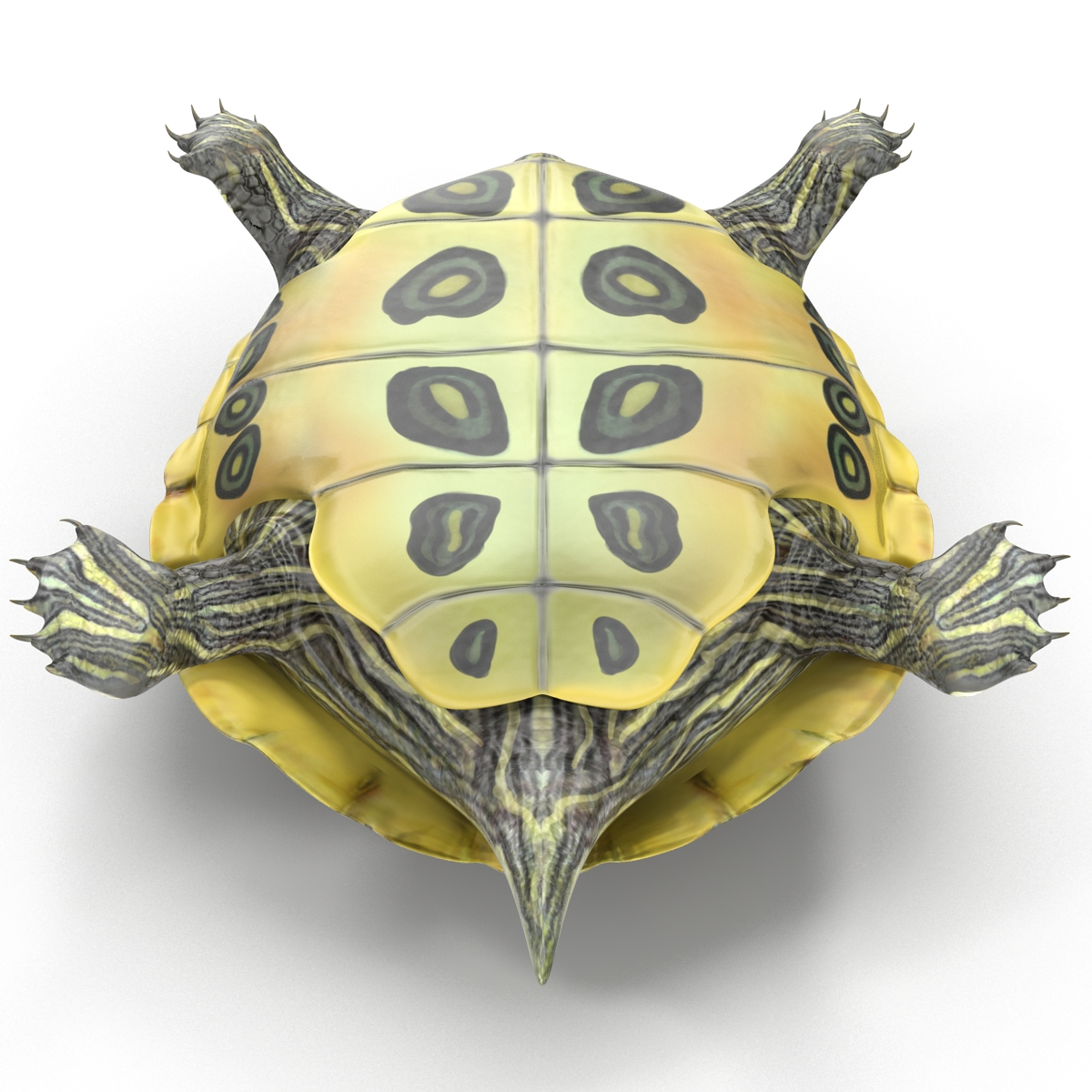 3D model Pond Slider Turtle Rigged