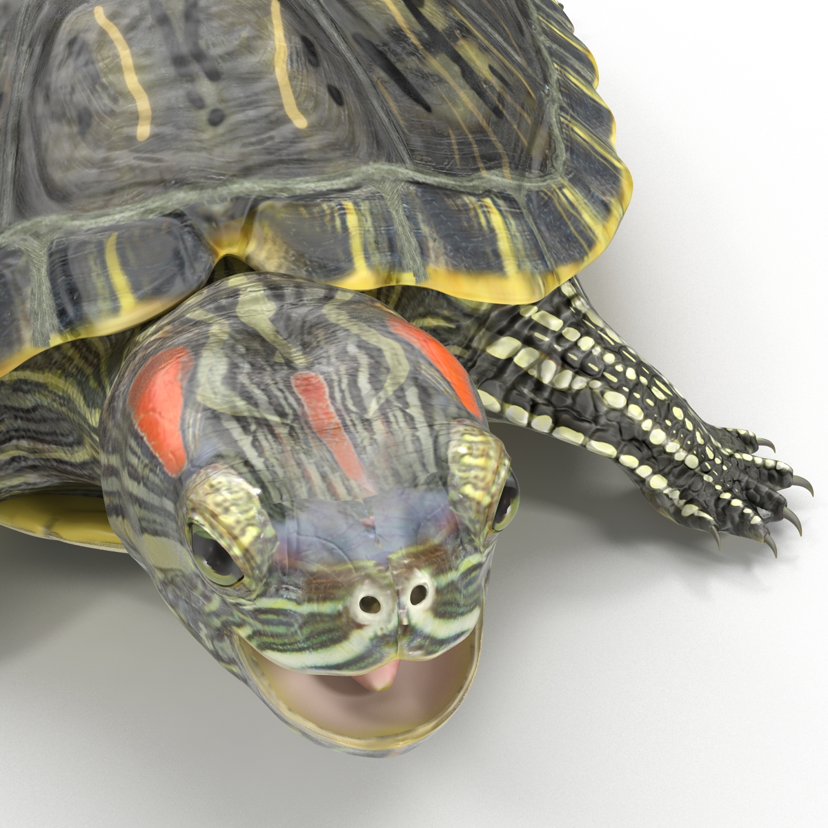 3D model Pond Slider Turtle Rigged