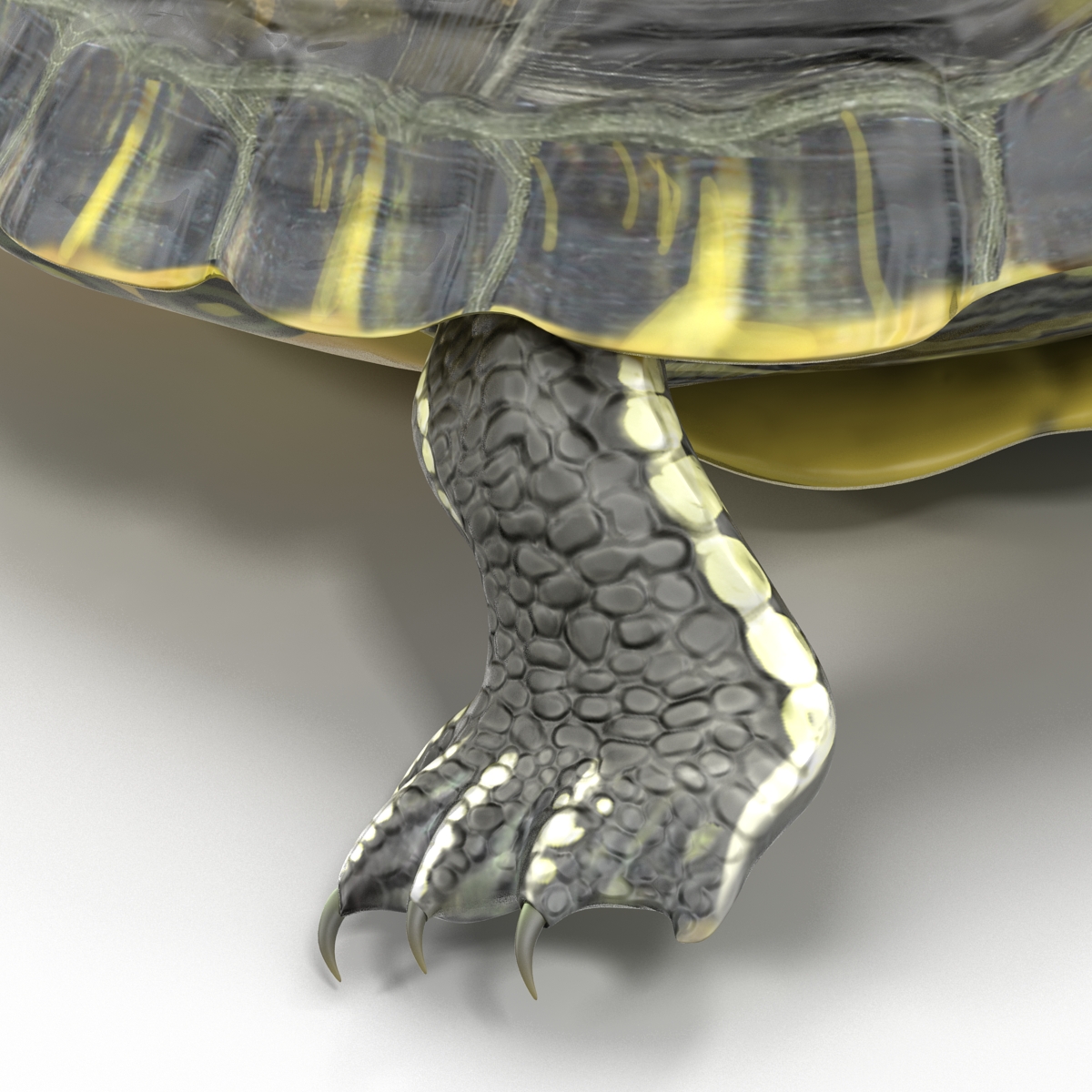 3D model Pond Slider Turtle Rigged