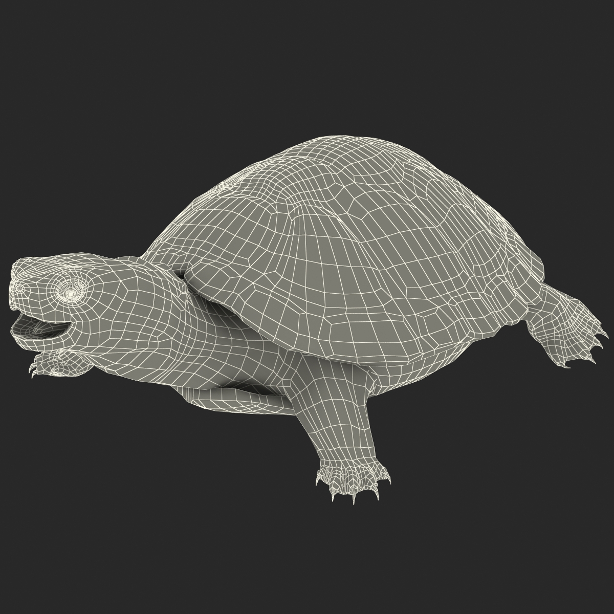 3D model Pond Slider Turtle Rigged