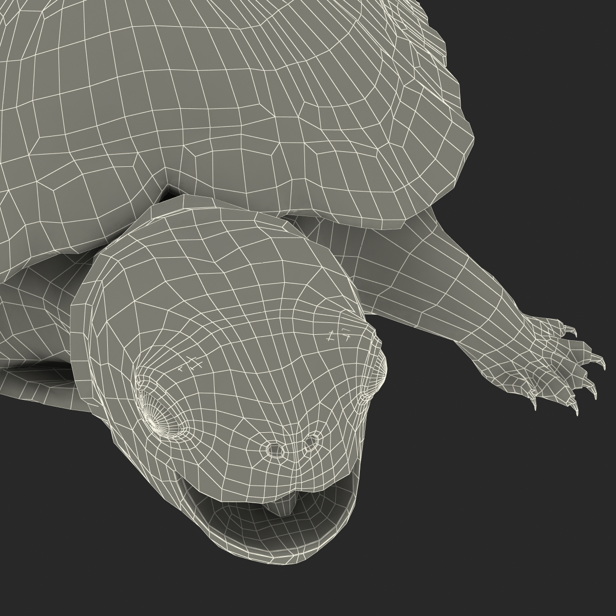 3D model Pond Slider Turtle Rigged