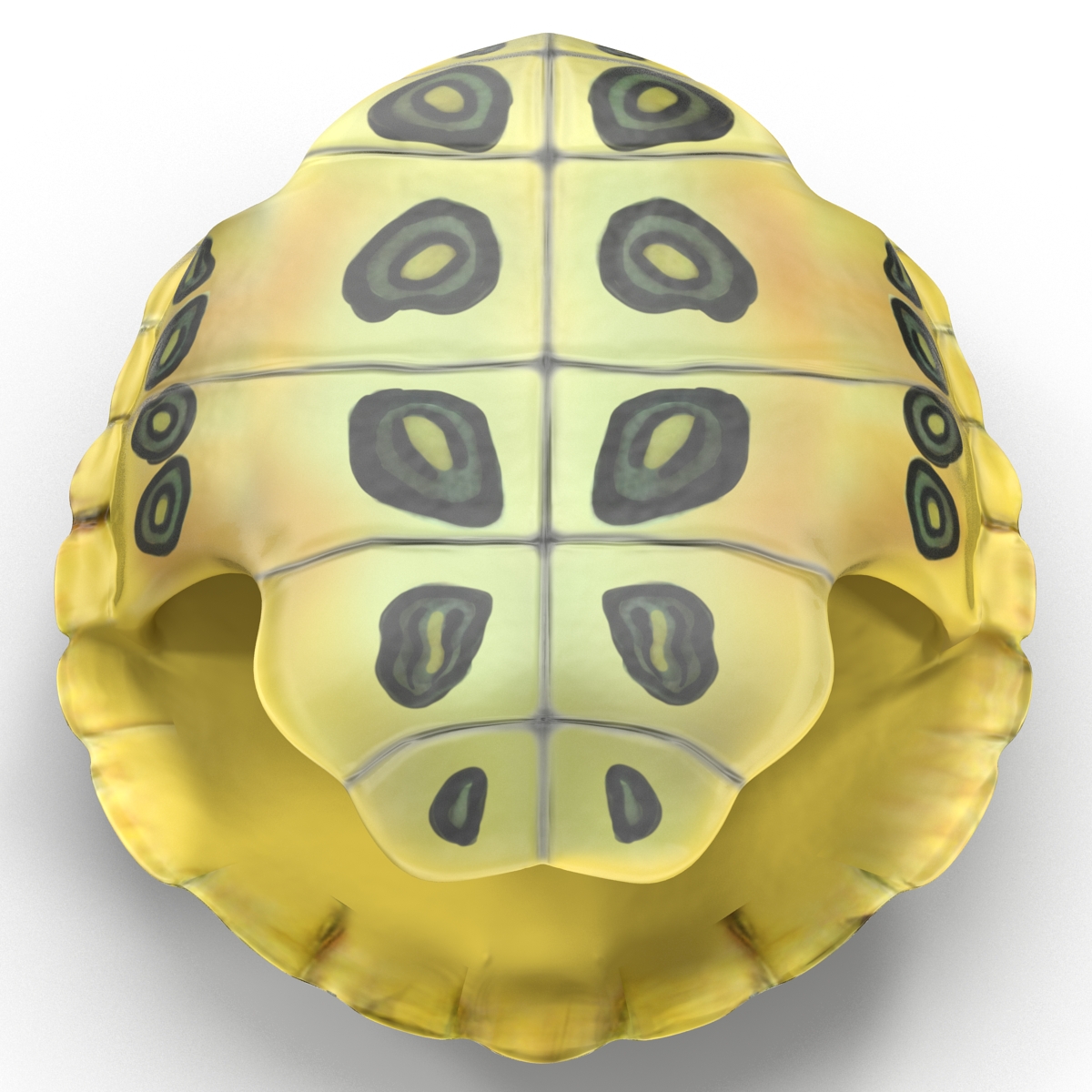 Turtle Shell 3D