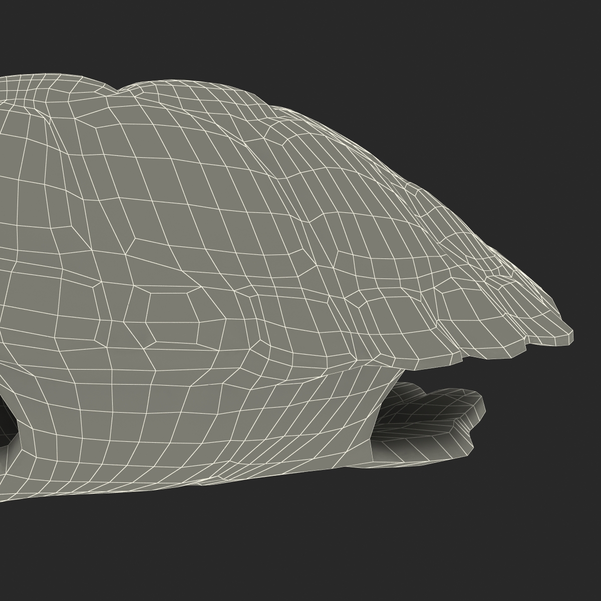 Turtle Shell 3D