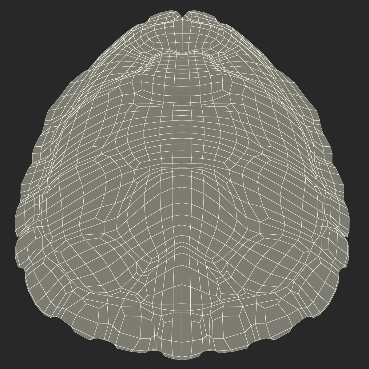 Turtle Shell 3D