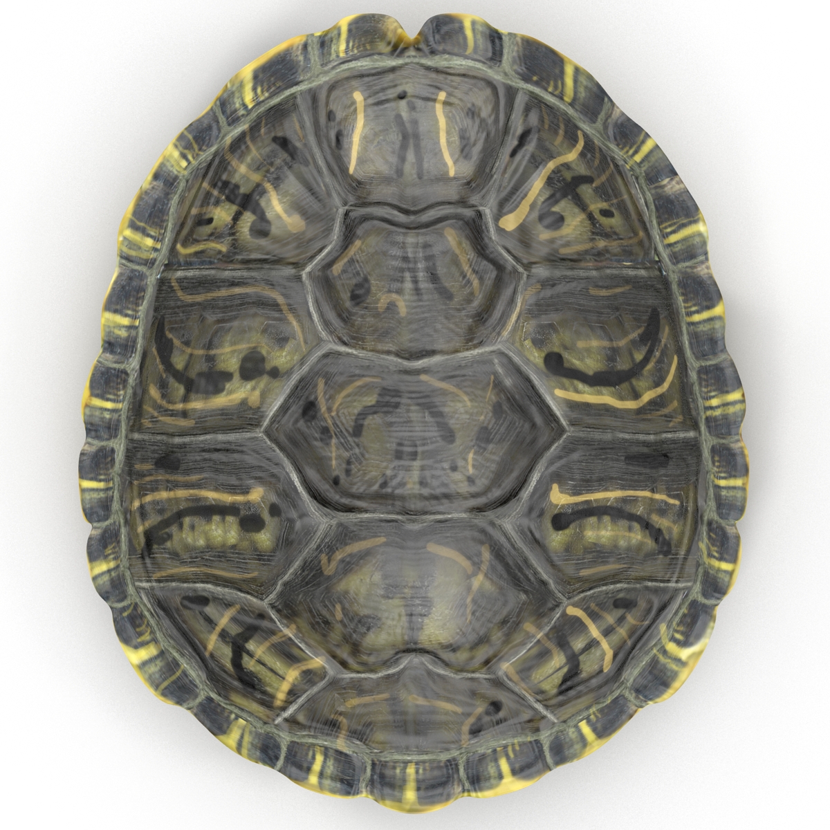 Turtle Shell 3D