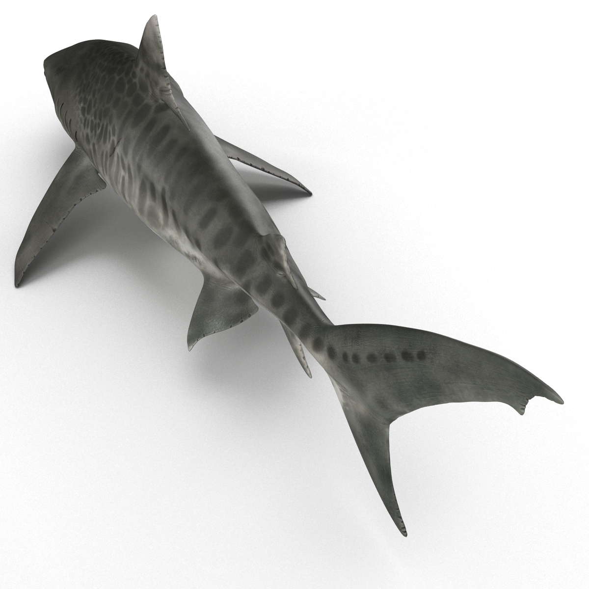 3D Tiger Shark Rigged model