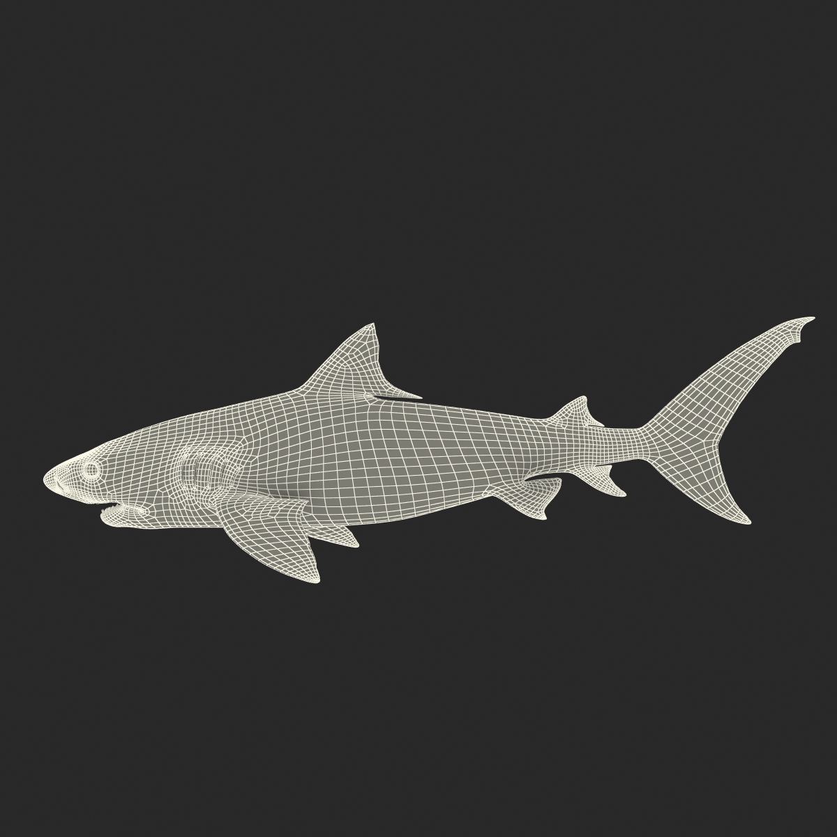 3D Tiger Shark Rigged model