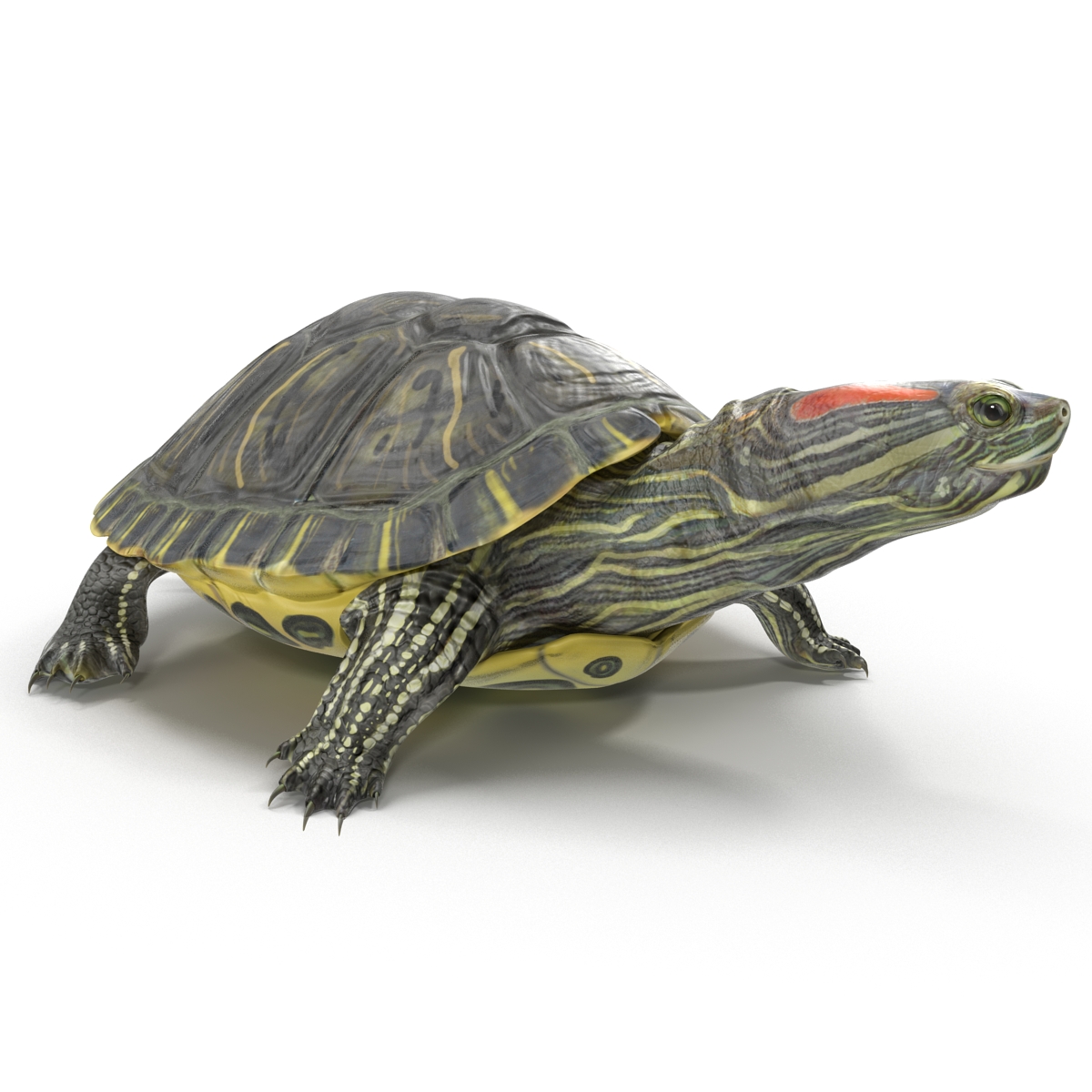 3D model Pond Slider Turtle Pose 2