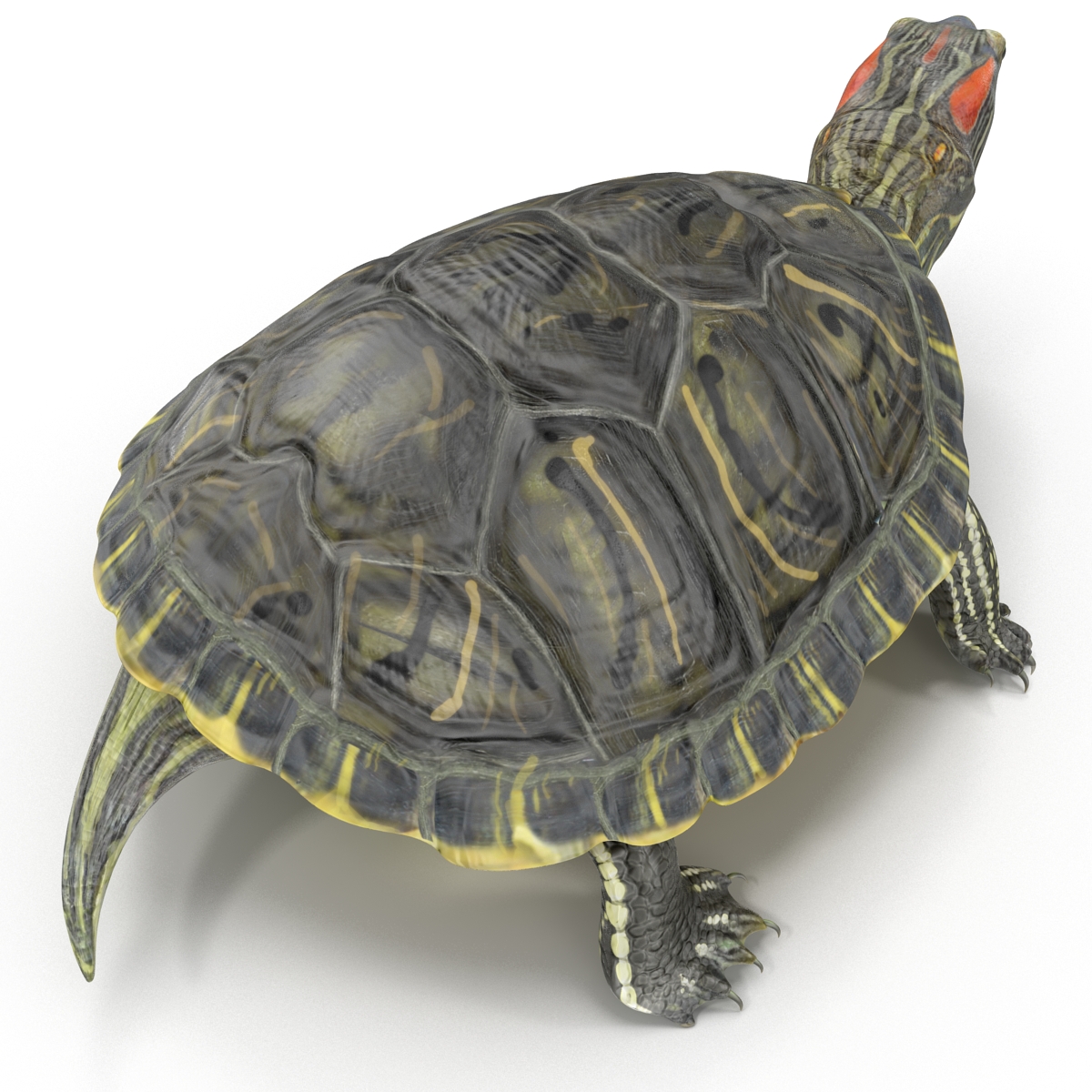 3D model Pond Slider Turtle Pose 2