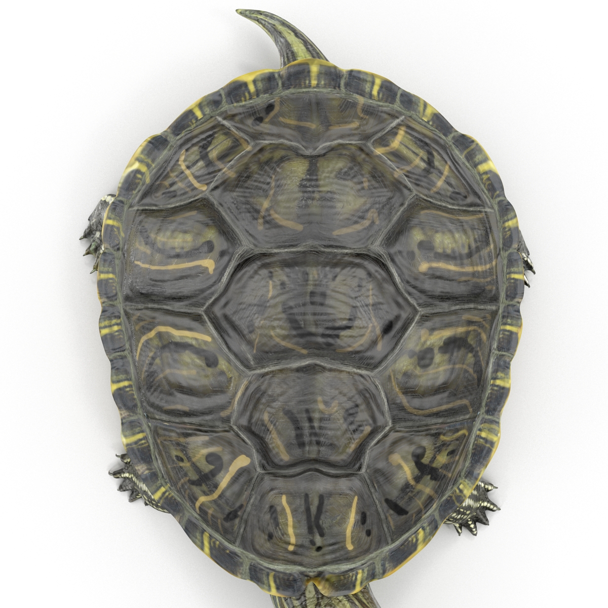 3D model Pond Slider Turtle Pose 2