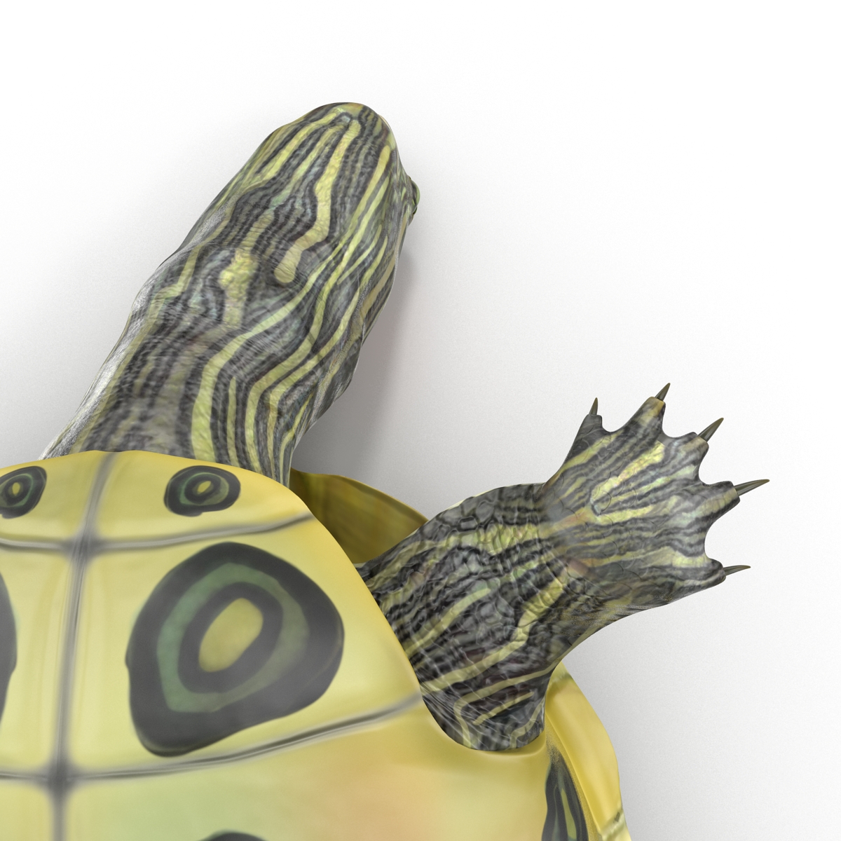 3D model Pond Slider Turtle Pose 2