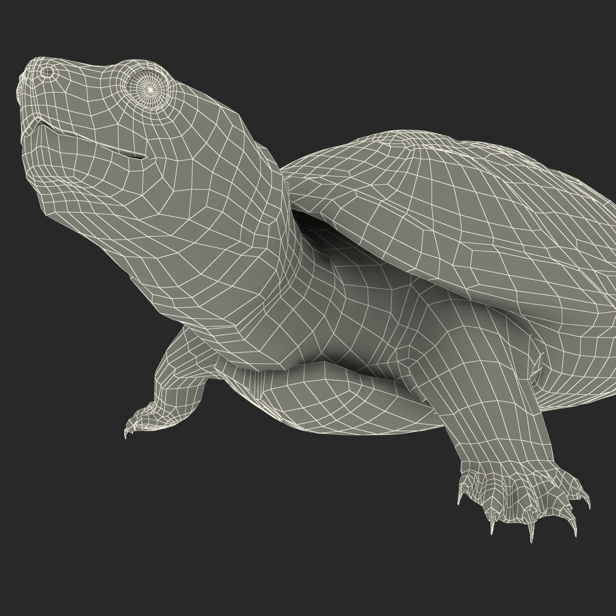 3D model Pond Slider Turtle Pose 2