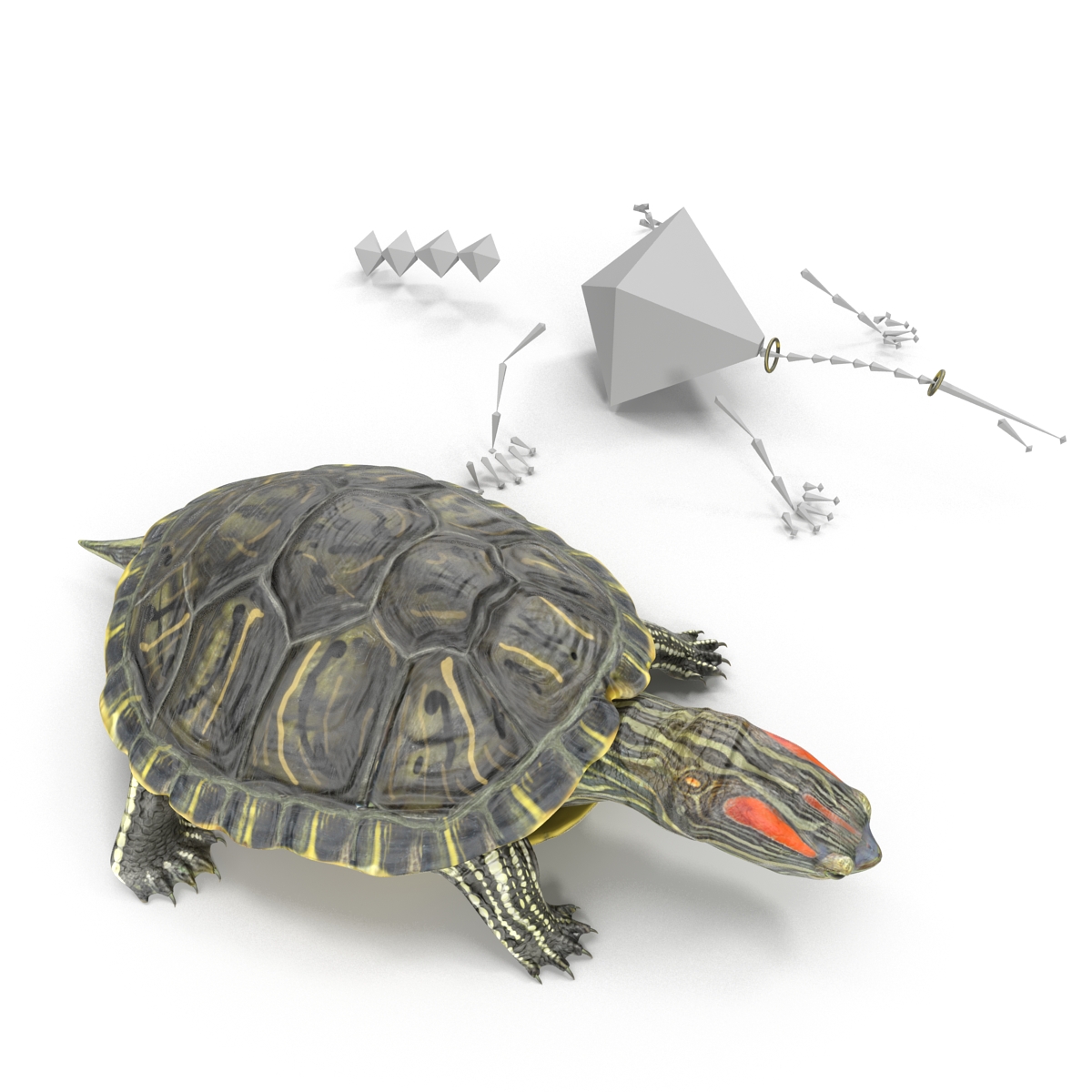 3D model Pond Slider Turtle Rigged