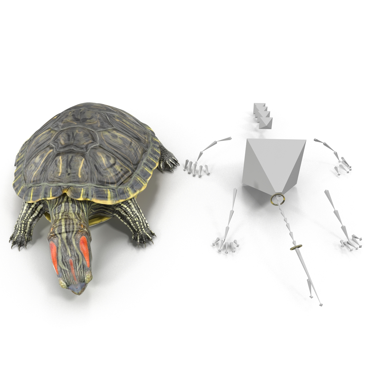 3D model Pond Slider Turtle Rigged