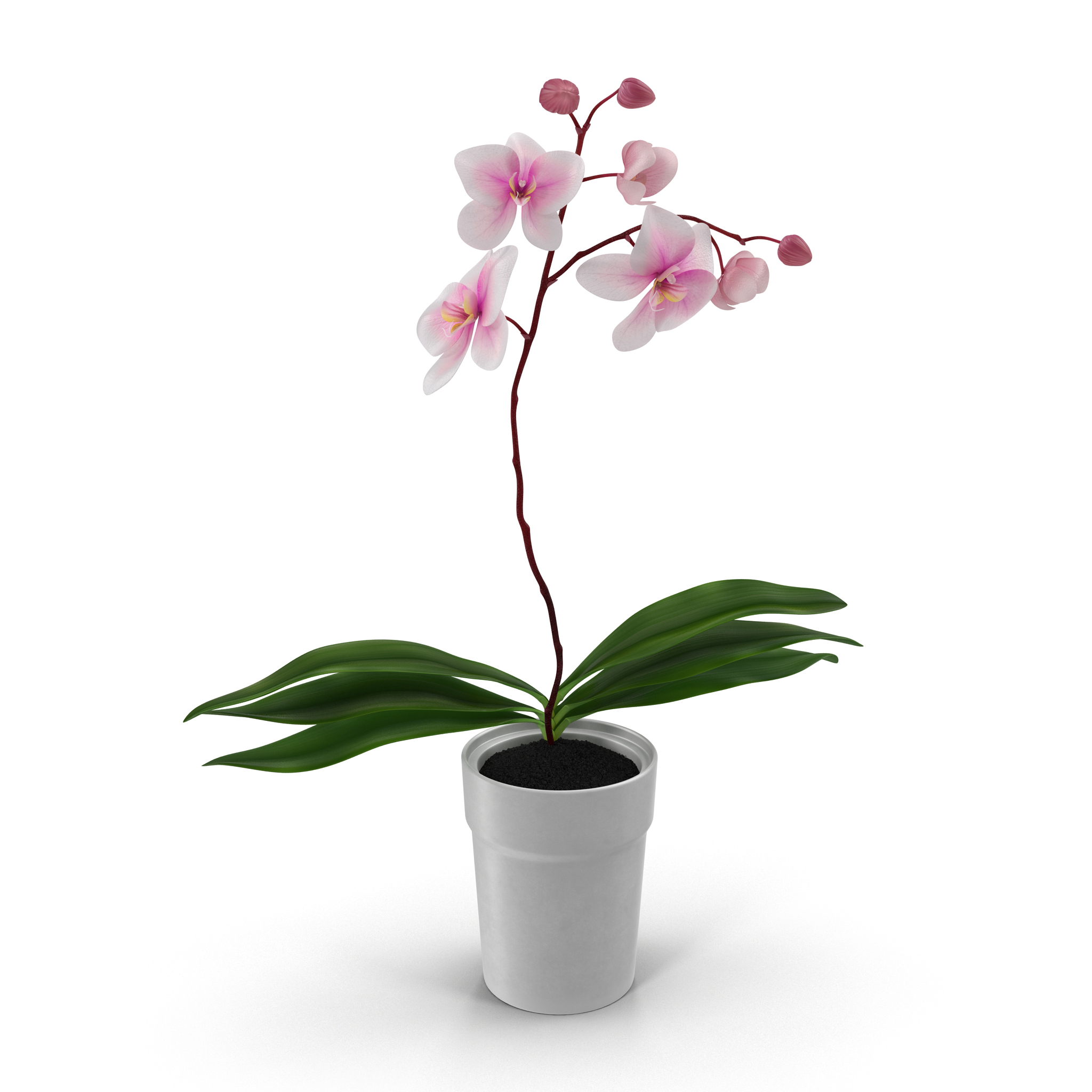 3D Orchid in Pot model