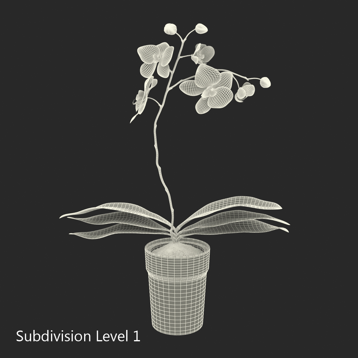 3D Orchid in Pot model